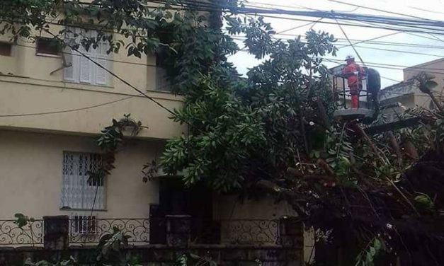 Árvore de grande porte cai sobre calçada e bloqueia acesso a prédio na Tijuca