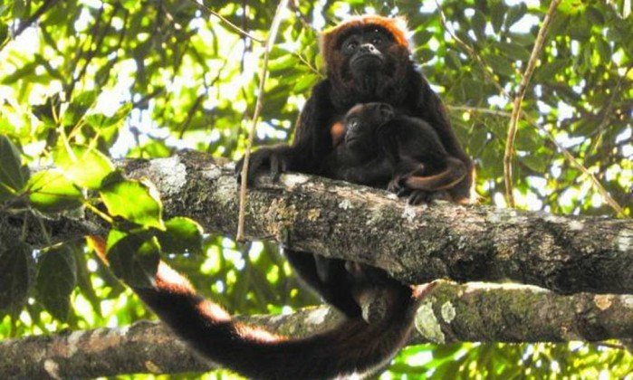 Filhote de macaco de espécie ameaçada nasce na Floresta da Tijuca