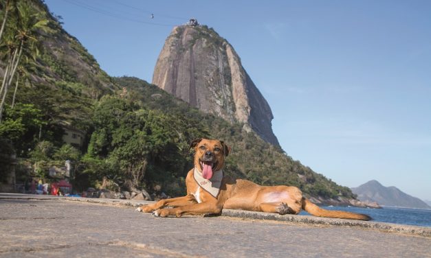 Animais posam em paisagens do Rio para calendário filantrópico