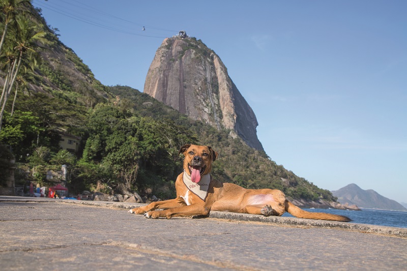 Animais posam em paisagens do Rio para calendário filantrópico