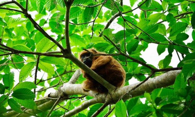 Confirmado: os 4 macacos mortos na Tijuca foram envenenados