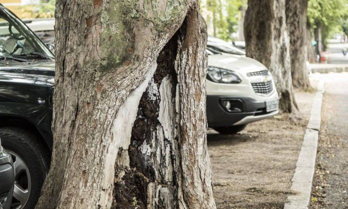Árvores do Grajaú sofrem com falta de poda