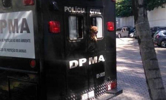 Polícia resgata sete cães vítimas de maus-tratos na Tijuca