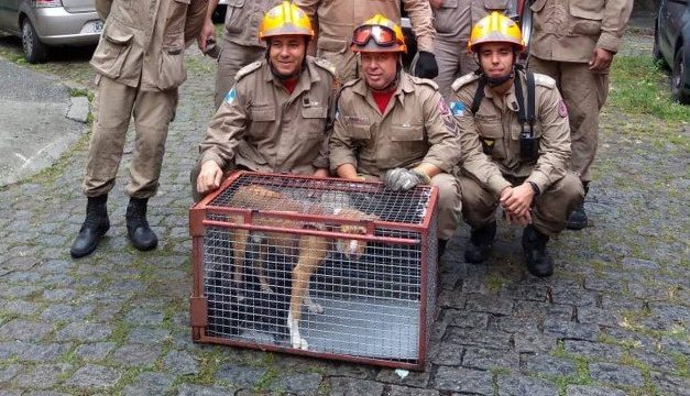 Bombeiros resgatam cão perdido há dois dias em mata na Tijuca