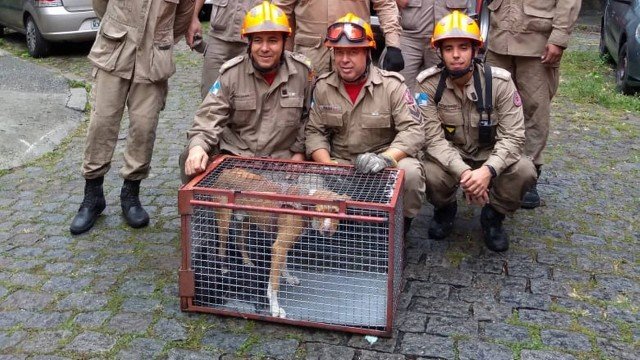 Bombeiros resgatam cão perdido há dois dias em mata na Tijuca