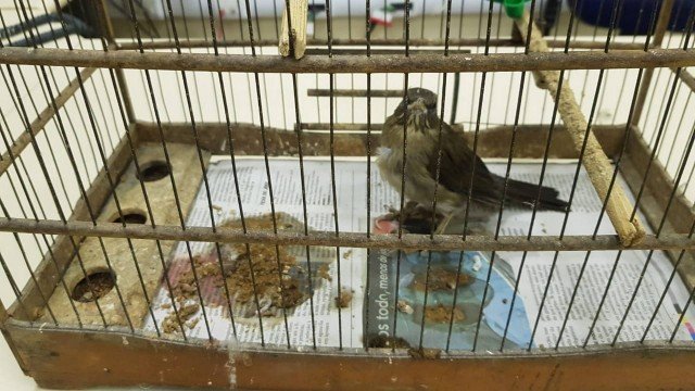 Aves silvestres foram encontradas dentro de apartamento na Tijuca