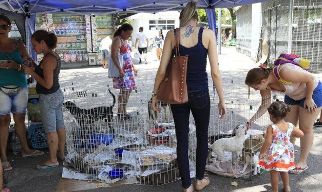 ONG leva cães e gatos para adoção a praças na Tijuca