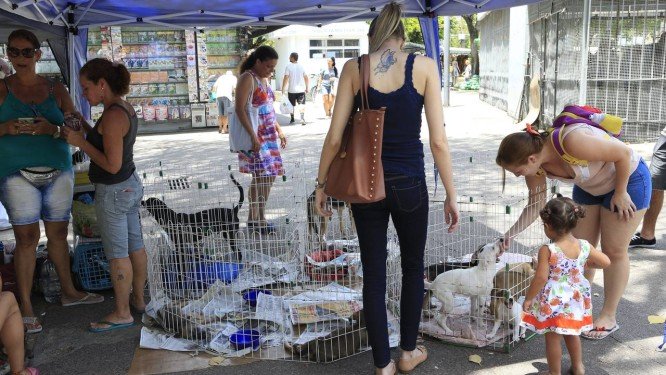 ONG leva cães e gatos para adoção a praças na Tijuca