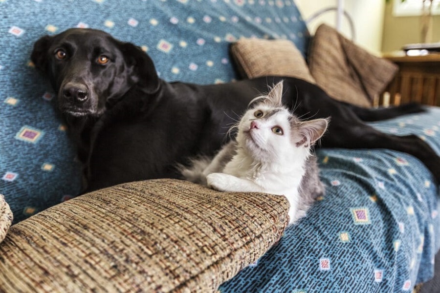 Coronavírus: como cuidar de cachorros e gatos durante isolamento